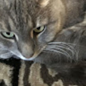 Meet your Posher, Betty